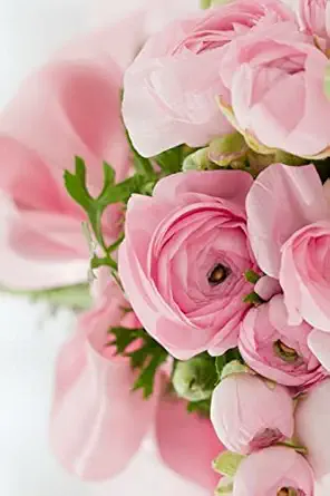 Pink Express Roses Pink Roses Light Pink Roses Express Gentleness And Admiration While ...