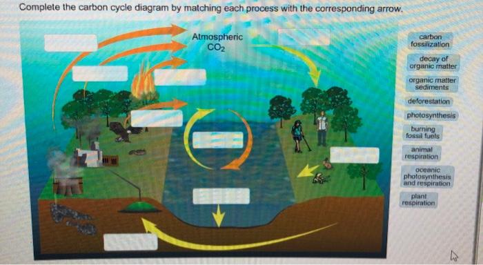 [SOLVED] Complete the carbon cycle diagram by matching each process ...
