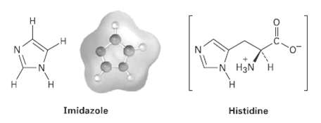[SOLVED] Imidazole forms part of the structure of the amino acid ...