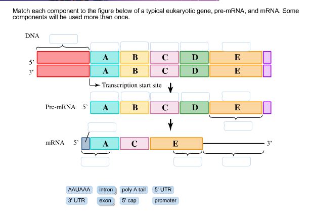 [SOLVED] Match each component to the figure below of a typical ...