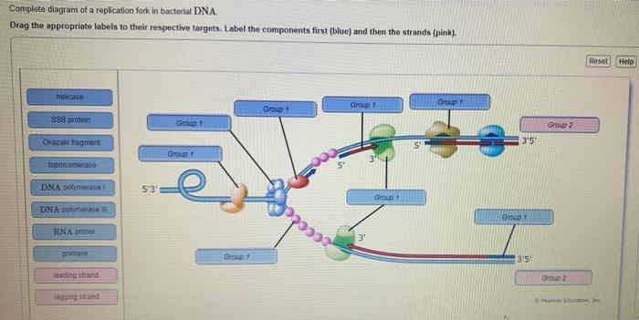 [SOLVED] Complete diagram of a replication fork in bacterial DNA Drag ...