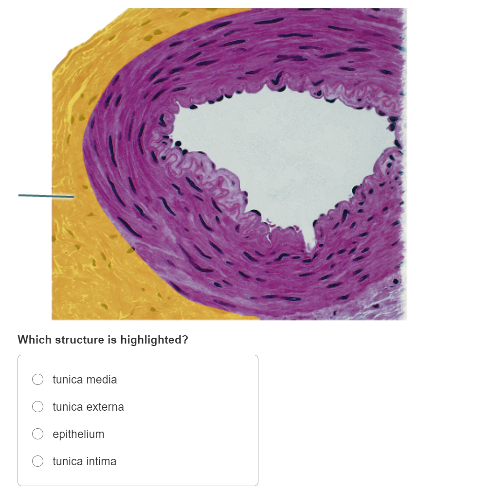 [SOLVED] Identify the highlighted structure. Identify the highlighted ...