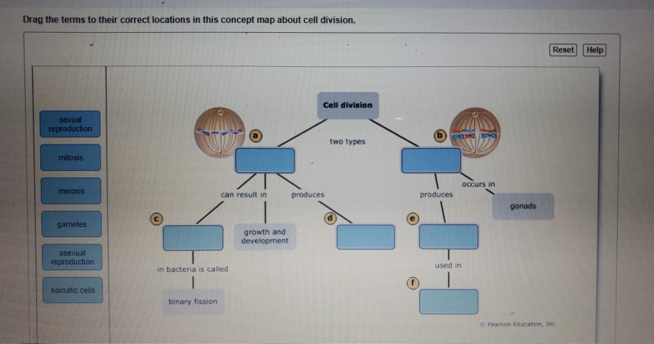 [SOLVED] Drag the terms to their correct locations in this concept map ...