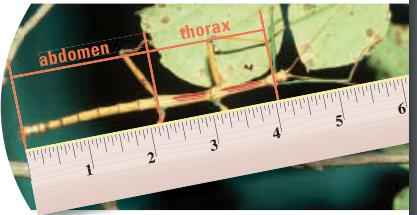 [SOLVED] The photograph shows an insect called a walkingstick. Use the ...