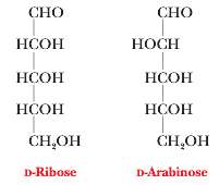 [SOLVED] Consider the structures of arabinose and ri-bose. Explain why ...